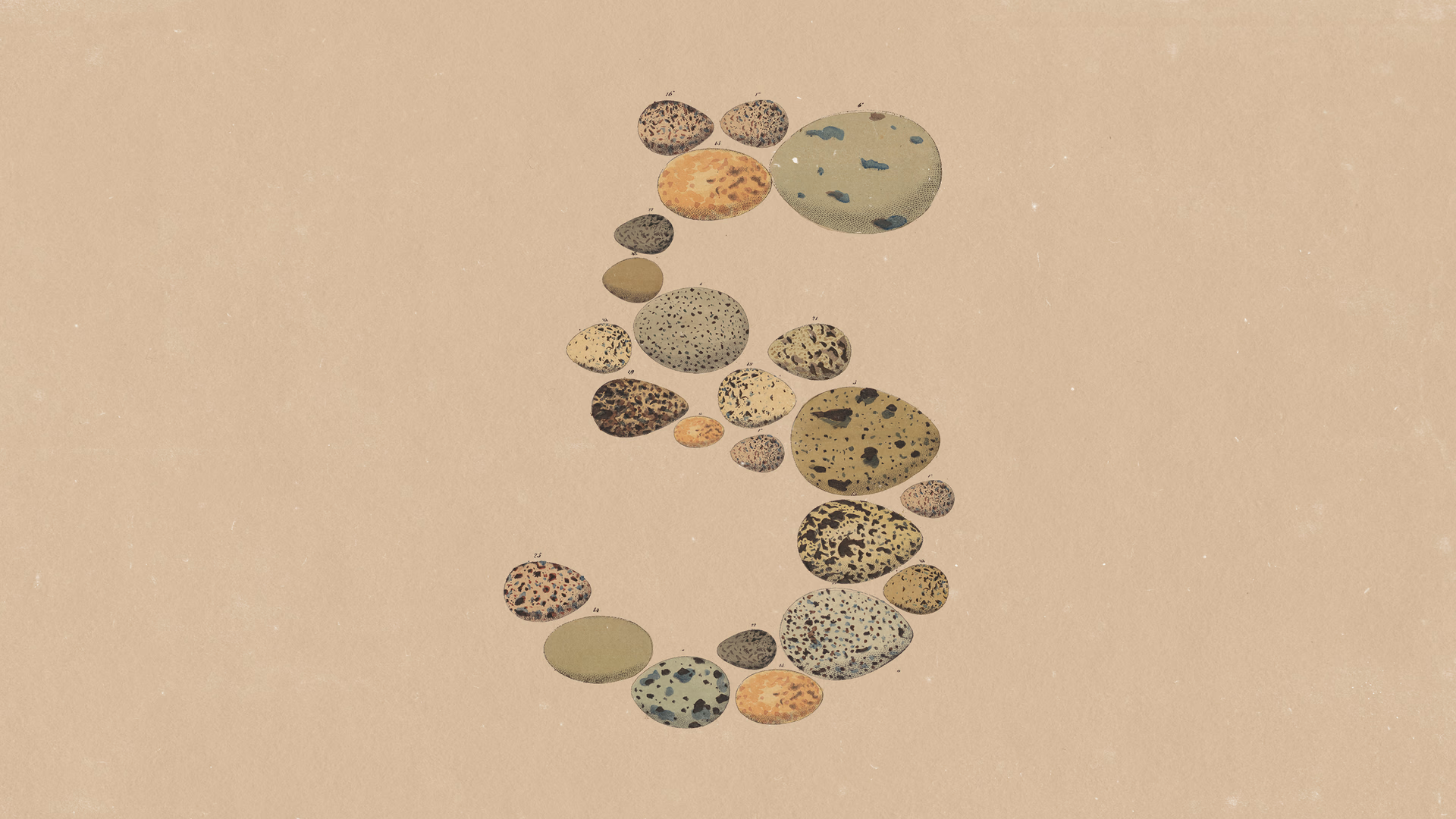 Anthropic's official launch artwork for Claude Opus 5: a numeral five composed of illustrated speckled bird eggs of varying sizes on a warm parchment background.